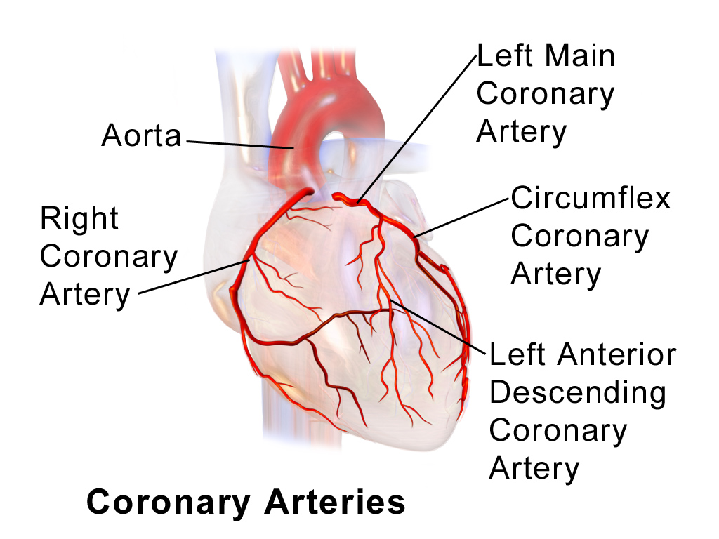 Coronary Artery Disease The Patient Guide to Heart Lung and